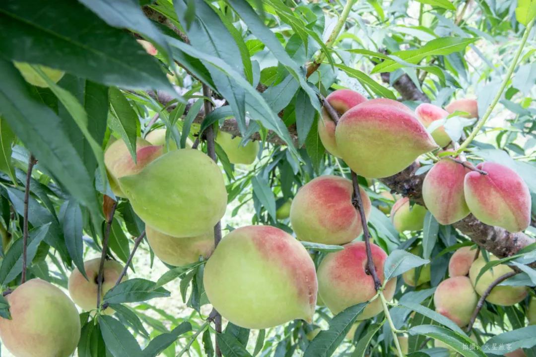 亲农好物｜翁源鹰嘴桃，，，，，，，，好吃“桃”不掉！