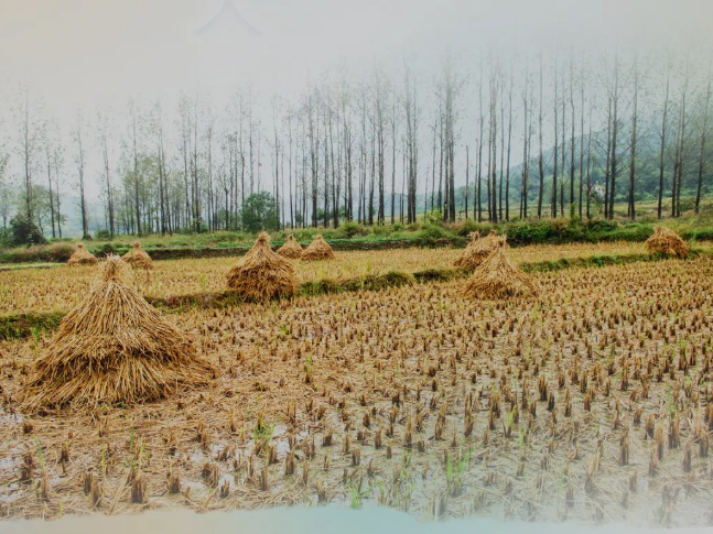 肥土不废，，，，，，，，沃土“搬家”